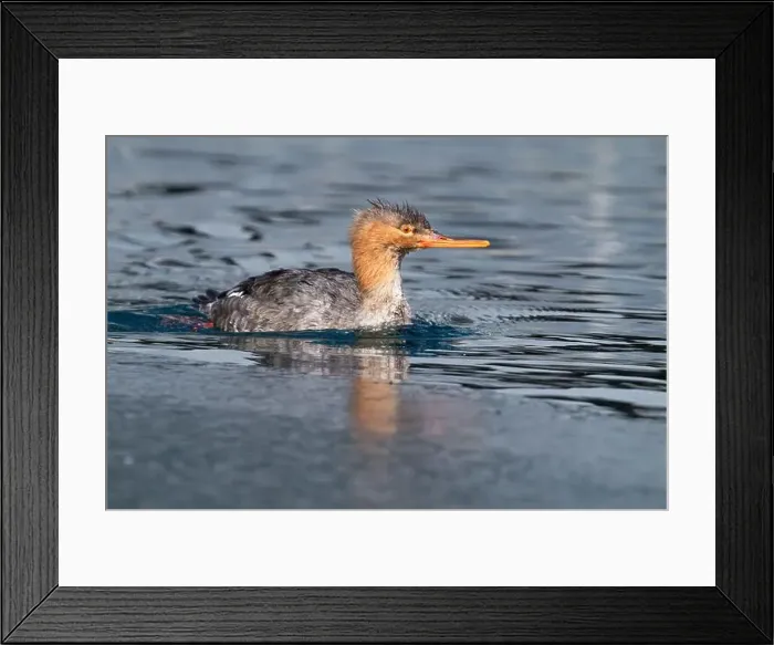 Framed Print : A red-breasted merganser swims on a partially frozen lake at Humber Bay Park in Toronto, Ontario, Canada Framed Print : A red-breasted merganser swims on a partially frozen lake at Humber Bay Park in Toronto, Ontario, Canada