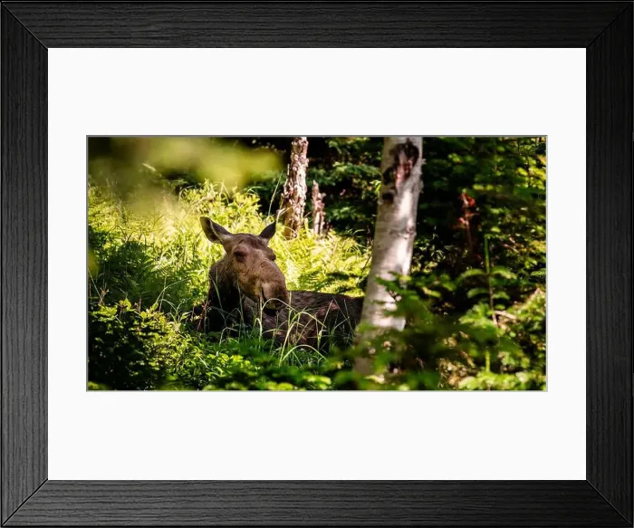 Framed Print : Moose in the Forest Framed Print : Moose in the Forest