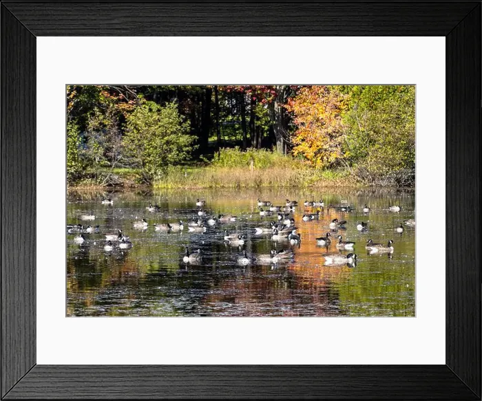 Framed Print : Group of Canada geese relaxing on a pound Framed Print : Group of Canada geese relaxing on a pound