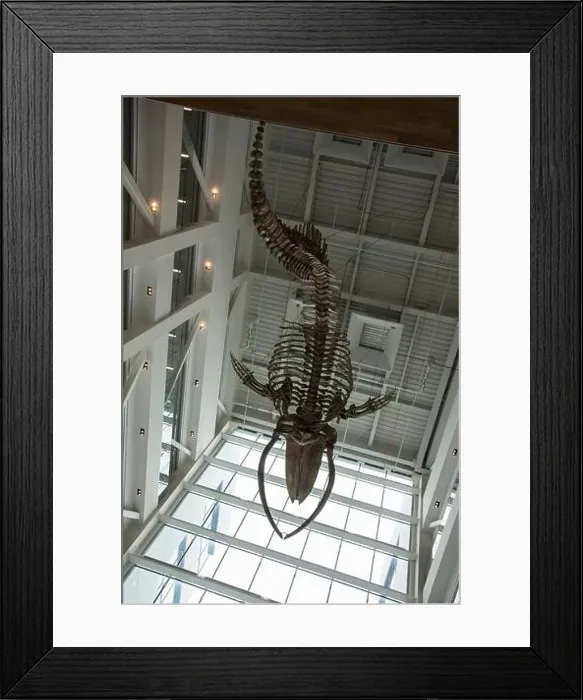 Framed Print : Whale bone skeleton displayed inside Memorial University on Mt. Scio Road in St. John's, Newfoundland & Labrador, Canada Framed Print : Whale bone skeleton displayed inside Memorial University on Mt. Scio Road in St. John's, Newfoundland & Labrador, Canada