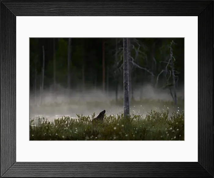 Framed Print : Fog morning with wolverine. Finland wildlife