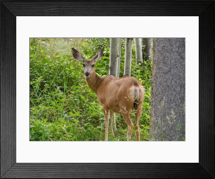 Framed Print : Mule Deer doe (Odocoileus hemionus), Canmore, Alberta Framed Print : Mule Deer doe (Odocoileus hemionus), Canmore, Alberta
