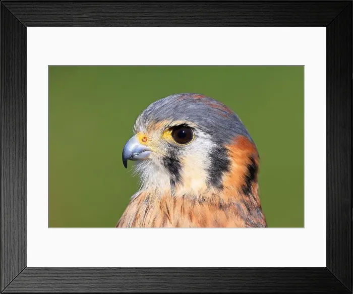 Framed Print : Closeup of an American Kestrel, Montreal, Canada Framed Print : Closeup of an American Kestrel, Montreal, Canada
