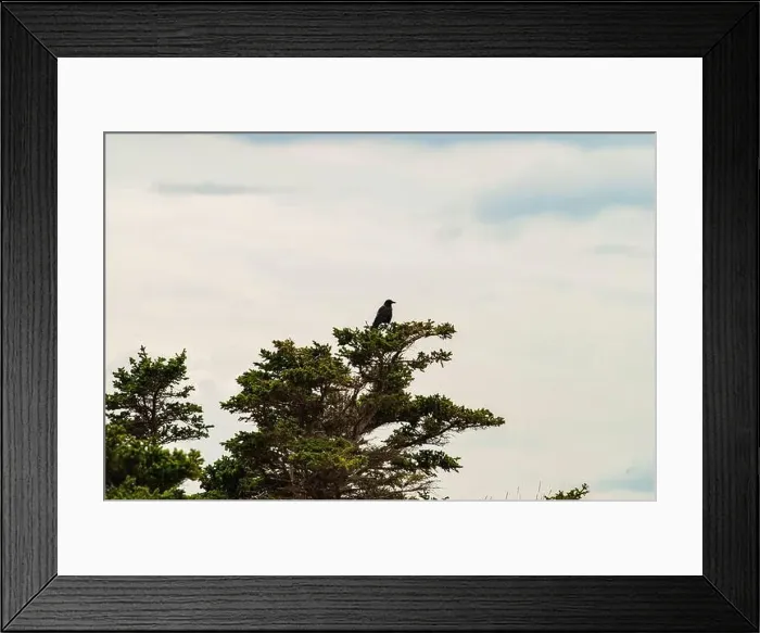 Framed Print : Bird perched on a tree at the Bell on Bell Island, Newfoundland & Labrador, Canada Framed Print : Bird perched on a tree at the Bell on Bell Island, Newfoundland & Labrador, Canada