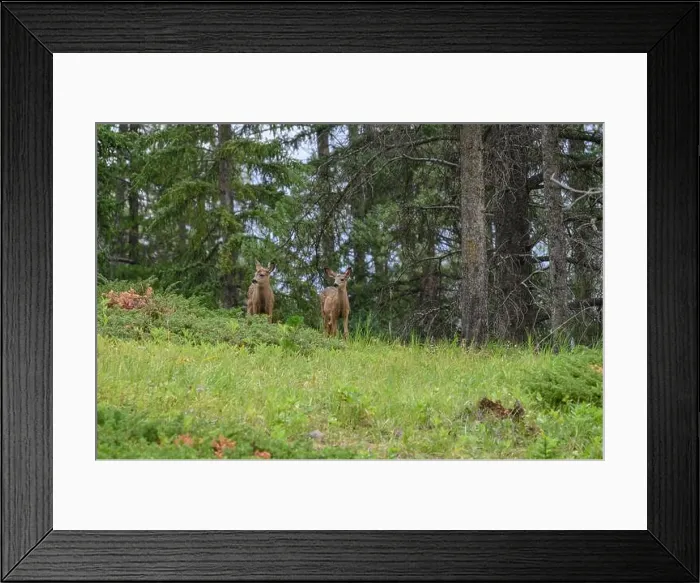 Framed Print : Young spotted mule deer fawns (Odocoileus hemionus), Canmore, Alberta, Canada Framed Print : Young spotted mule deer fawns (Odocoileus hemionus), Canmore, Alberta, Canada