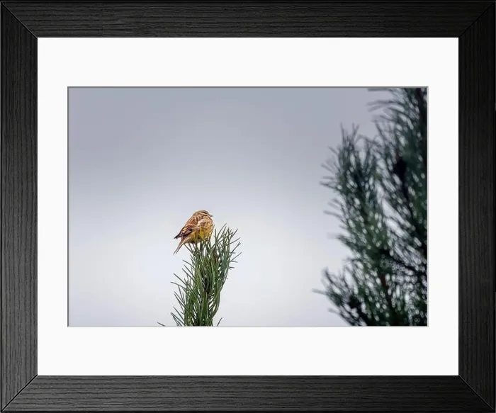 Framed Print : a sparrow sitting on a pine branch Framed Print : a sparrow sitting on a pine branch