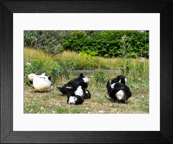 Framed Print : Ducks on the grass at Lance Cove on Bell Island, Newfoundland & Labrador, Canada Framed Print : Ducks on the grass at Lance Cove on Bell Island, Newfoundland & Labrador, Canada
