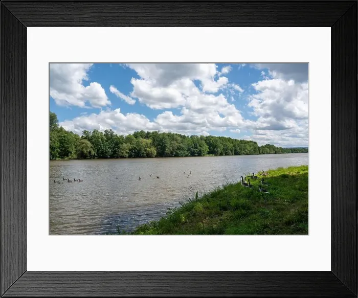 Framed Print : Lots of Canada geese ( Branta canadensis ) on a meadow on the river bank and some swimming in the water Framed Print : Lots of Canada geese ( Branta canadensis ) on a meadow on the river bank and some swimming in the water