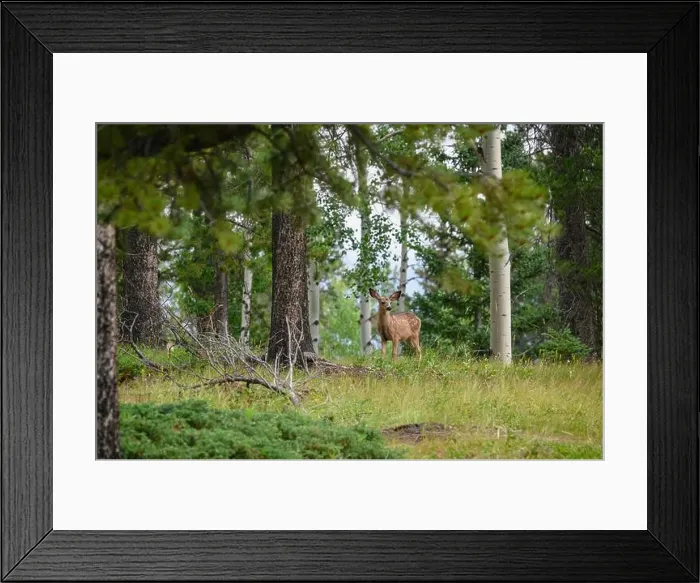Framed Print : Young spotted mule deer fawns (Odocoileus hemionus), Canmore, Alberta, Canada Framed Print : Young spotted mule deer fawns (Odocoileus hemionus), Canmore, Alberta, Canada