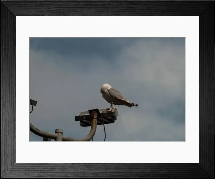 Framed Print : Seagull perched on a light at the port by Fort Amherst in St. John's, Newfoundland & Labrador, Canada Framed Print : Seagull perched on a light at the port by Fort Amherst in St. John's, Newfoundland & Labrador, Canada