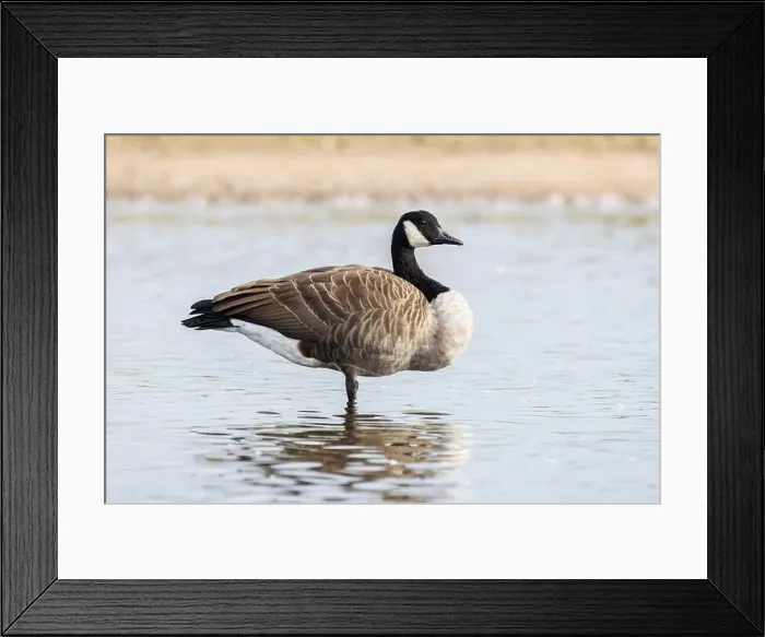 Framed Print : Canada Goose, Branta Canadensis, Hampshire, England