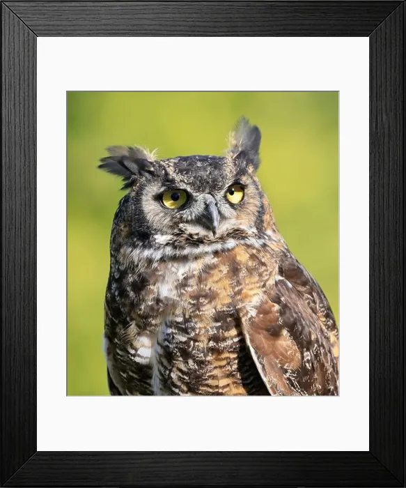 Framed Print : Great-horned Owl portrait with green background, Quebec, Canada Framed Print : Great-horned Owl portrait with green background, Quebec, Canada