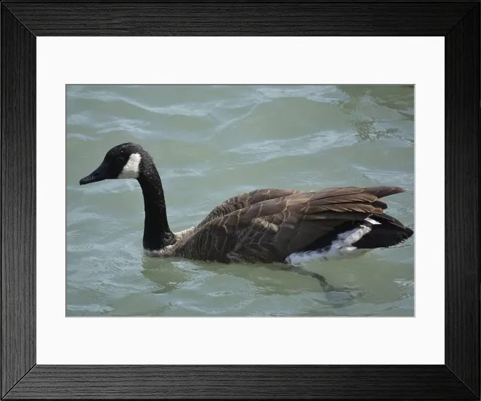 Framed Print : A Canadian Goose swimming in the shores on Lake Michigan Framed Print : A Canadian Goose swimming in the shores on Lake Michigan
