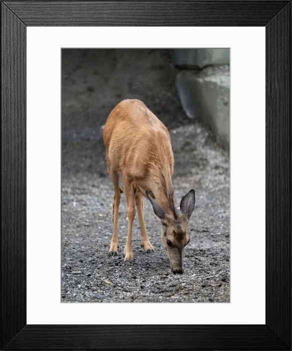 Framed Print : Mule Deer doe (Odocoileus hemionus), Canmore, Alberta Framed Print : Mule Deer doe (Odocoileus hemionus), Canmore, Alberta