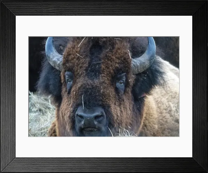 Framed Print : Close Up Bison Buffalo in Saskatchewan Canada Framed Print : Close Up Bison Buffalo in Saskatchewan Canada