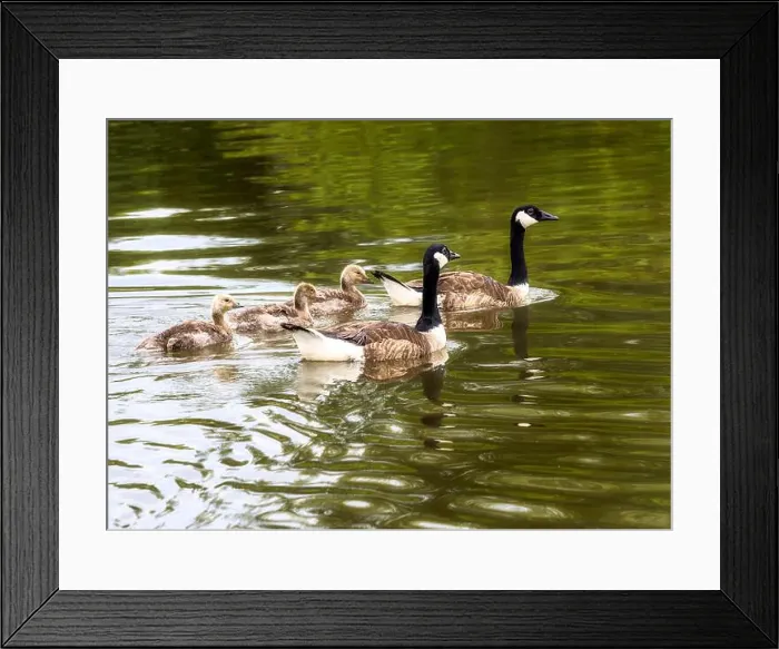 Framed Print : Closeup of a canada goose family swimming in a lake Framed Print : Closeup of a canada goose family swimming in a lake
