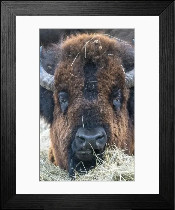 Framed Print : Close Up Bison Buffalo in Saskatchewan Canada Framed Print : Close Up Bison Buffalo in Saskatchewan Canada