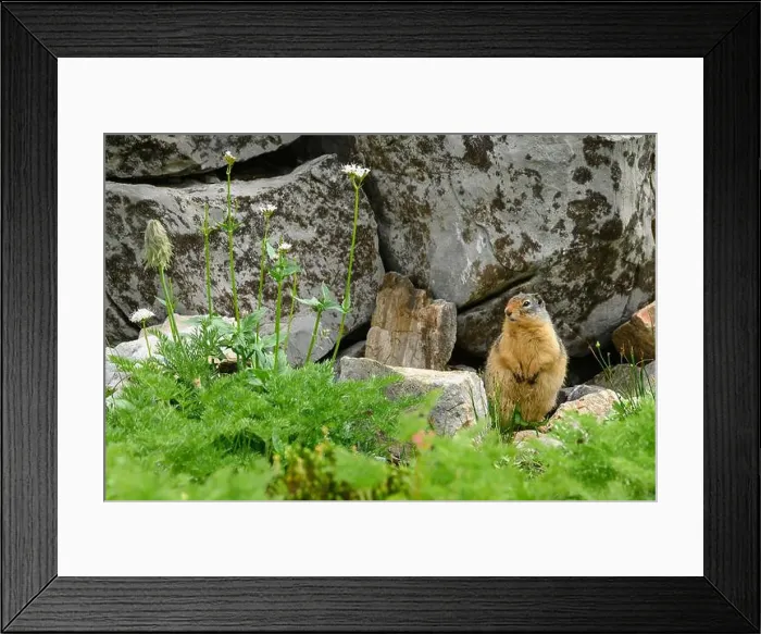 Framed Print : Yellow-bellied marmot (Marmota flaviventris) in an alpine mountain meadow, Kananaskis Country, Alberta Framed Print : Yellow-bellied marmot (Marmota flaviventris) in an alpine mountain meadow, Kananaskis Country, Alberta
