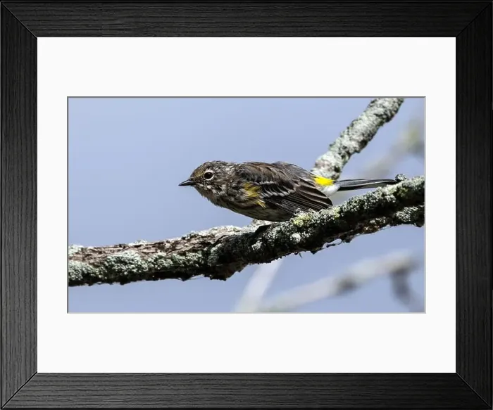 Framed Print : Closeup of a Yellow-rumped Warbler perching on a branch during fall migration, Ontario, Canada Framed Print : Closeup of a Yellow-rumped Warbler perching on a branch during fall migration, Ontario, Canada