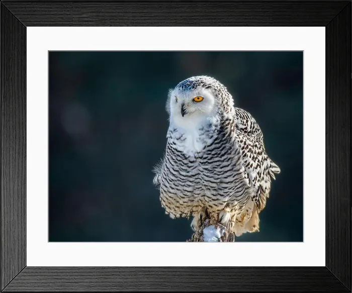 Framed Print : Snowy owl (Bubo scandiacus) perching on a rotten fance post on a cold winter morning against dark foliage background Framed Print : Snowy owl (Bubo scandiacus) perching on a rotten fance post on a cold winter morning against dark foliage background