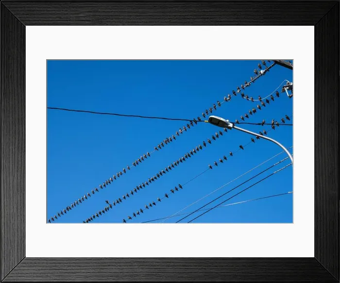 Framed Print : Birds sitting on a wire in Petty Harbour–Maddox Cove, Newfoundland & Labrador, Canada Framed Print : Birds sitting on a wire in Petty Harbour–Maddox Cove, Newfoundland & Labrador, Canada