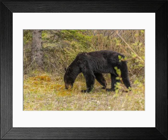 Framed Print : Wild black bear (Ursus americanus) seen in Jasper National Park during summer time while foraging Framed Print : Wild black bear (Ursus americanus) seen in Jasper National Park during summer time while foraging
