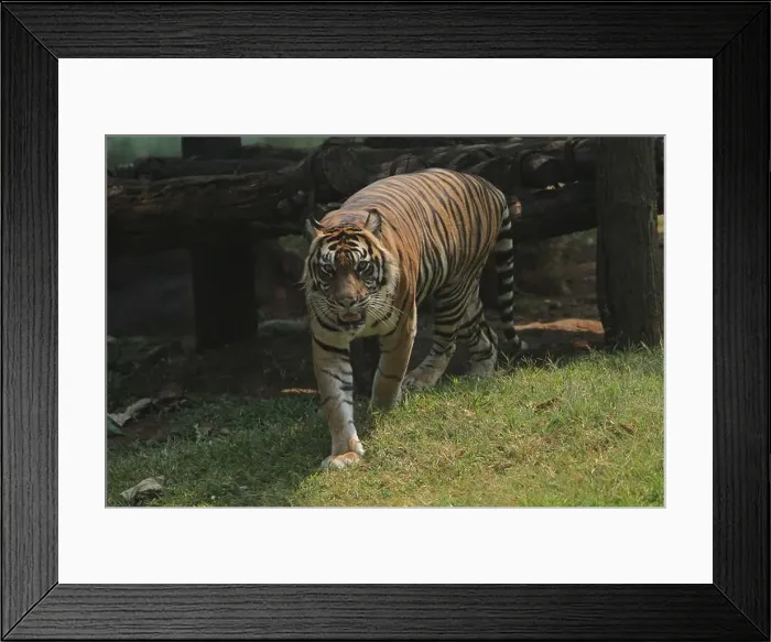 Framed Print : A Sumatran tiger walks in the grass in the morning Framed Print : A Sumatran tiger walks in the grass in the morning
