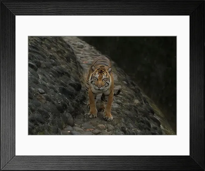 Framed Print : A Sumatran tiger standing on a rock during the day while looking at the camera Framed Print : A Sumatran tiger standing on a rock during the day while looking at the camera