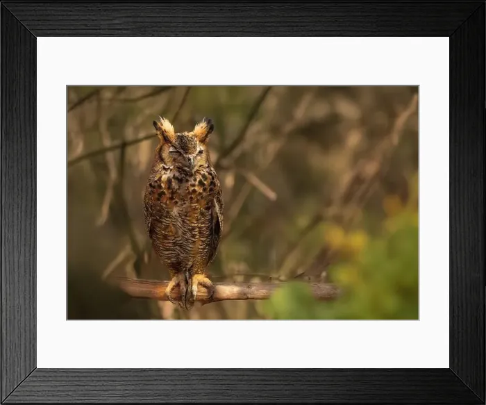 Framed Print : owl sleeps on a branch in a tree, blending in perfectly with the outside landscape as it sleeps in the forest