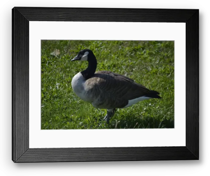 Framed Print : A Canadian Goose in Chicago, Illinois Framed Print : A Canadian Goose in Chicago, Illinois