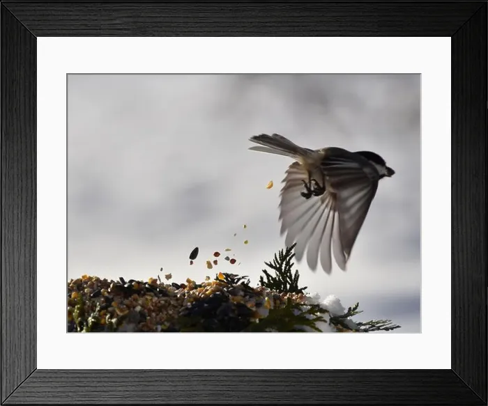 Framed Print : A chickadee at the garden feeder, Sainte-Apolline, Québec, Canada Framed Print : A chickadee at the garden feeder, Sainte-Apolline, Québec, Canada