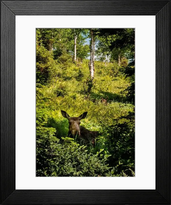 Framed Print : Moose in the Forest Framed Print : Moose in the Forest