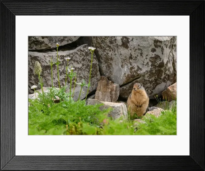 Framed Print : Yellow-bellied marmot (Marmota flaviventris) in an alpine mountain meadow, Kananaskis Country, Alberta Framed Print : Yellow-bellied marmot (Marmota flaviventris) in an alpine mountain meadow, Kananaskis Country, Alberta