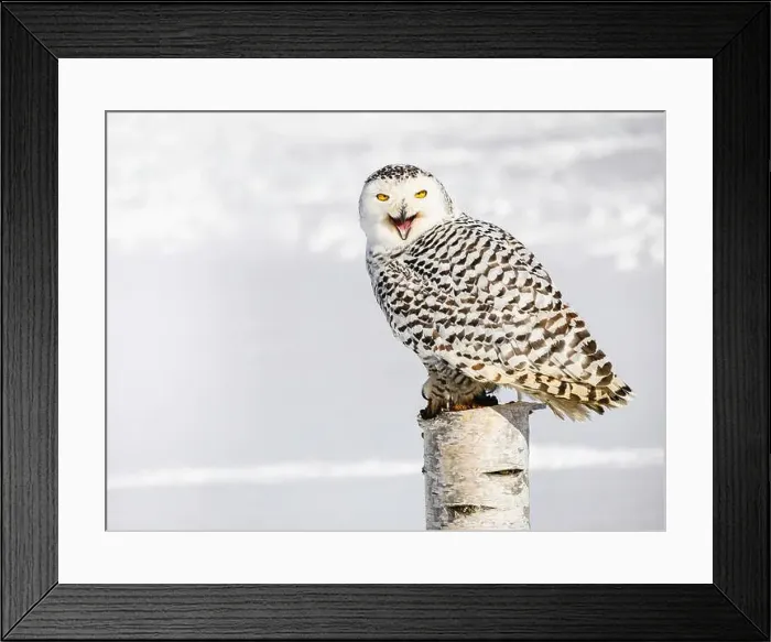 Framed Print : Snowy owl (Bubo scandiacus) perching on a pole on a cold winter morning, Southern Ontario Framed Print : Snowy owl (Bubo scandiacus) perching on a pole on a cold winter morning, Southern Ontario