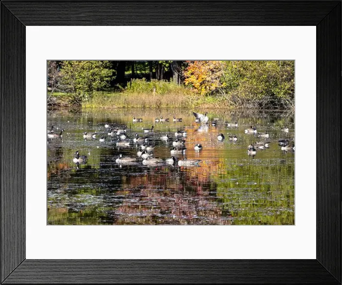 Framed Print : Canada geese relaxing on a pound Framed Print : Canada geese relaxing on a pound