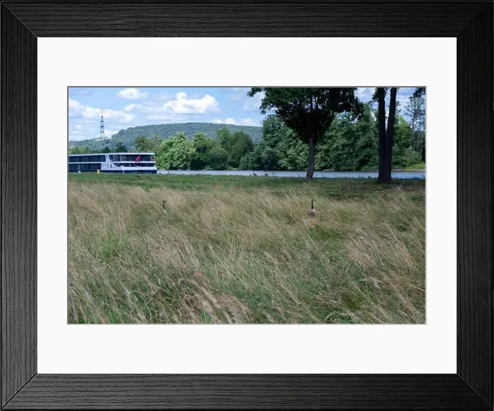 Framed Print : Some Canada geese ( Branta canadensis) Framed Print : Some Canada geese ( Branta canadensis)