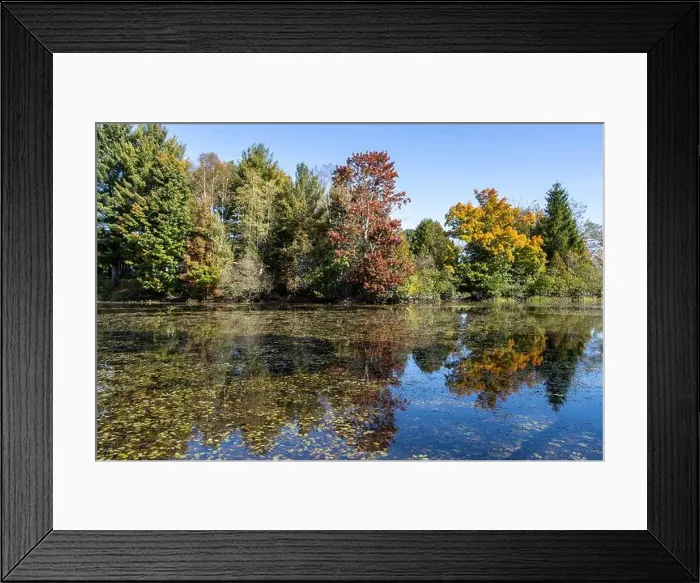 Framed Print : Pond with colorful autumn colors reflecting on water Framed Print : Pond with colorful autumn colors reflecting on water