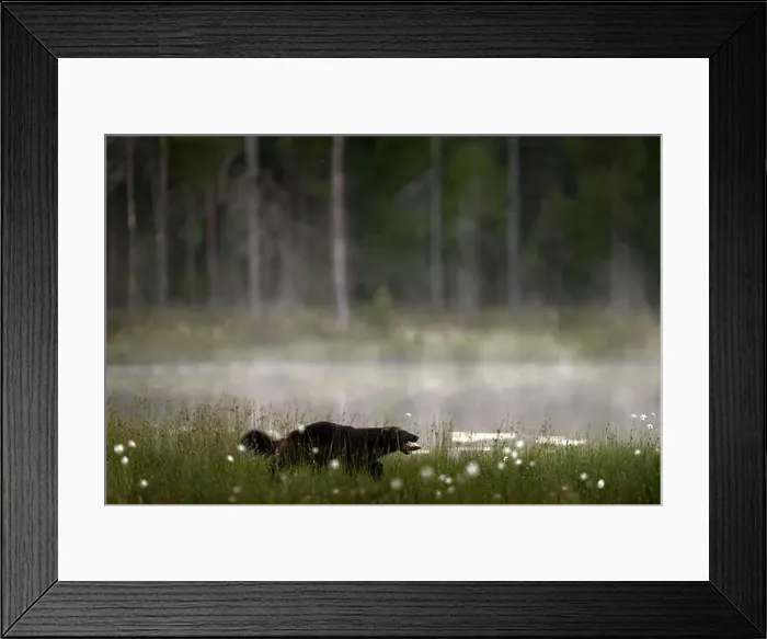 Framed Print : Fog morning with wolverine. Finland wildlife