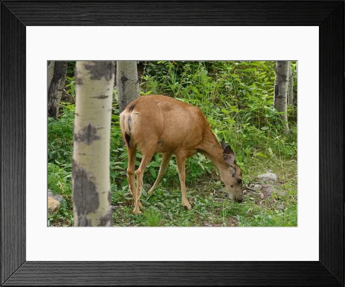 Framed Print : Mule Deer doe (Odocoileus hemionus), Canmore, Alberta Framed Print : Mule Deer doe (Odocoileus hemionus), Canmore, Alberta