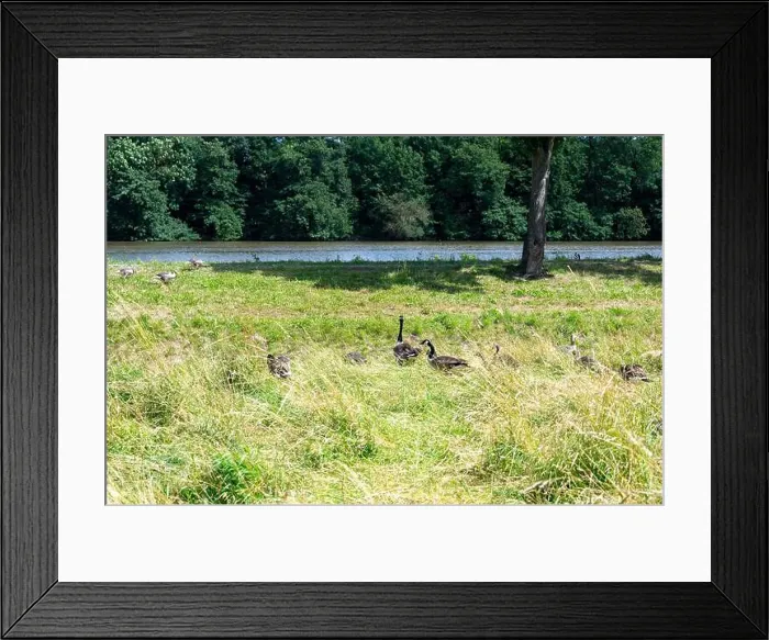 Framed Print : Some Canada geese ( Branta canadensis ) and their chicks almost hidden in the tall grass in a meadow on the river bank Framed Print : Some Canada geese ( Branta canadensis ) and their chicks almost hidden in the tall grass in a meadow on the river bank