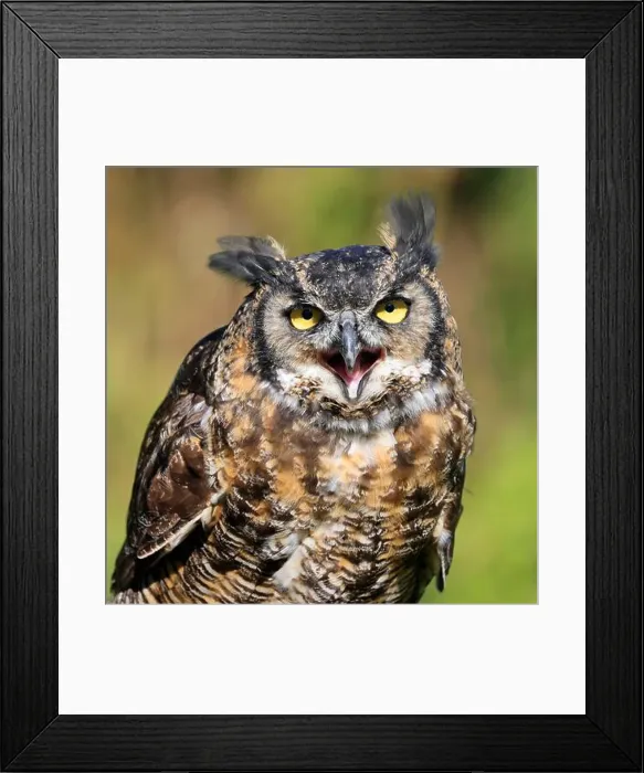 Framed Print : Great-horned Owl portrait with green background, Quebec, Canada Framed Print : Great-horned Owl portrait with green background, Quebec, Canada