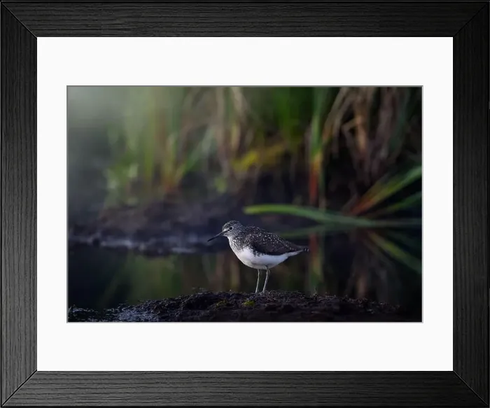 Framed Print : Green Sandpiper, Tringa ochropus Framed Print : Green Sandpiper, Tringa ochropus