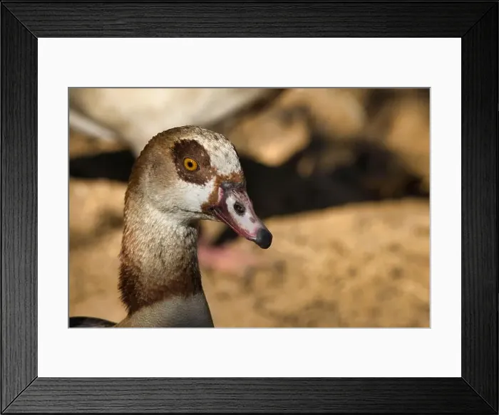 Framed Print : A duck with a yellow beak and brown feathers. The duck is looking at the camera. The image has a calm and peaceful mood Framed Print : A duck with a yellow beak and brown feathers. The duck is looking at the camera. The image has a calm and peaceful mood