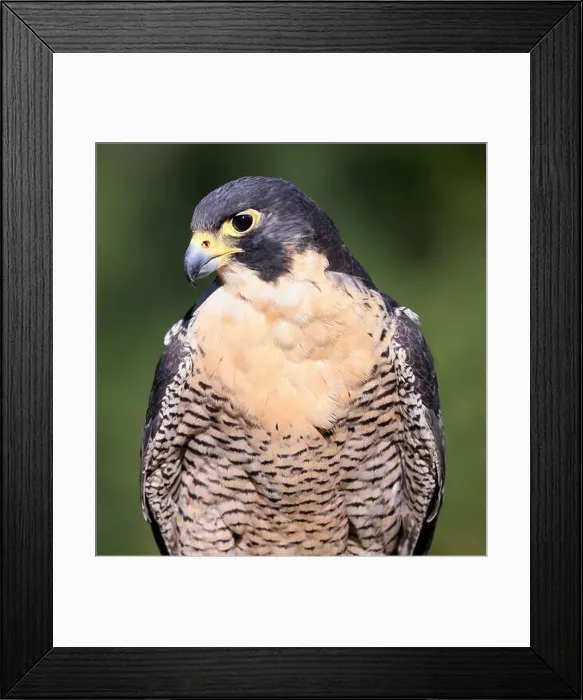 Framed Print : Peregrine falcon portrait with green background, Montreal, Canada Framed Print : Peregrine falcon portrait with green background, Montreal, Canada