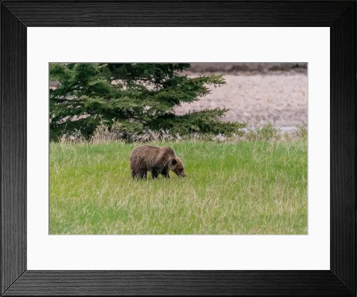 Framed Print : Wild grizzly bear (Ursus arctos horribilis) seen in Jasper National Park during summer time while foraging Framed Print : Wild grizzly bear (Ursus arctos horribilis) seen in Jasper National Park during summer time while foraging