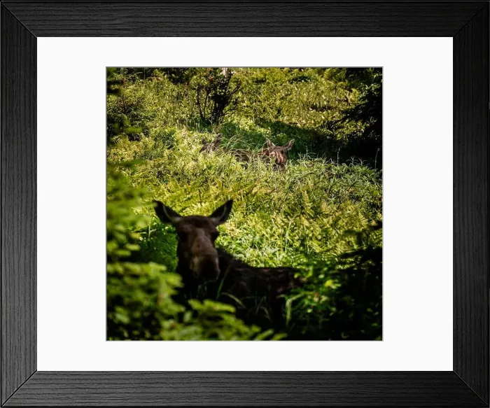 Framed Print : Moose in the Forest Framed Print : Moose in the Forest