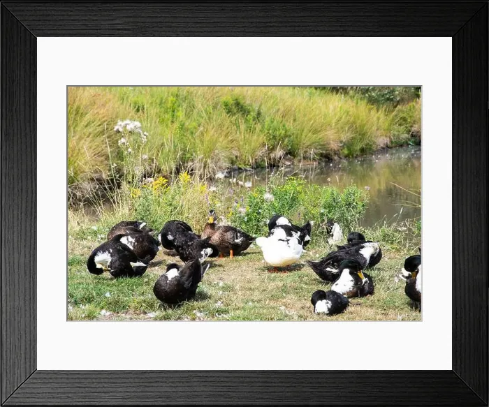 Framed Print : Ducks on the grass at Lance Cove on Bell Island, Newfoundland & Labrador, Canada Framed Print : Ducks on the grass at Lance Cove on Bell Island, Newfoundland & Labrador, Canada