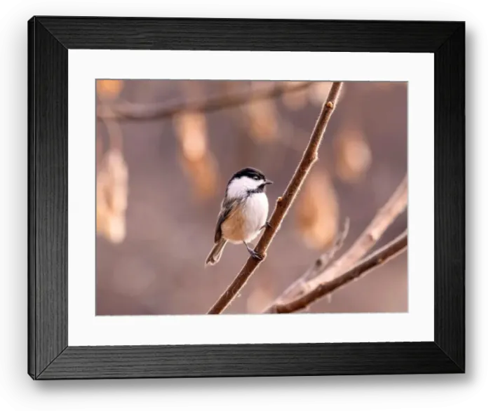 Framed Print : A closeup of a blacked capped chickadee perched on a branch on blurred background Framed Print : A closeup of a blacked capped chickadee perched on a branch on blurred background