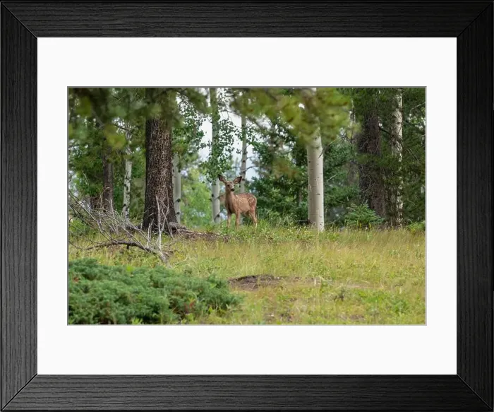 Framed Print : Young spotted mule deer fawns (Odocoileus hemionus), Canmore, Alberta, Canada Framed Print : Young spotted mule deer fawns (Odocoileus hemionus), Canmore, Alberta, Canada