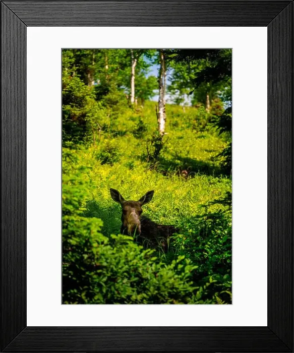 Framed Print : Moose in the Forest Framed Print : Moose in the Forest